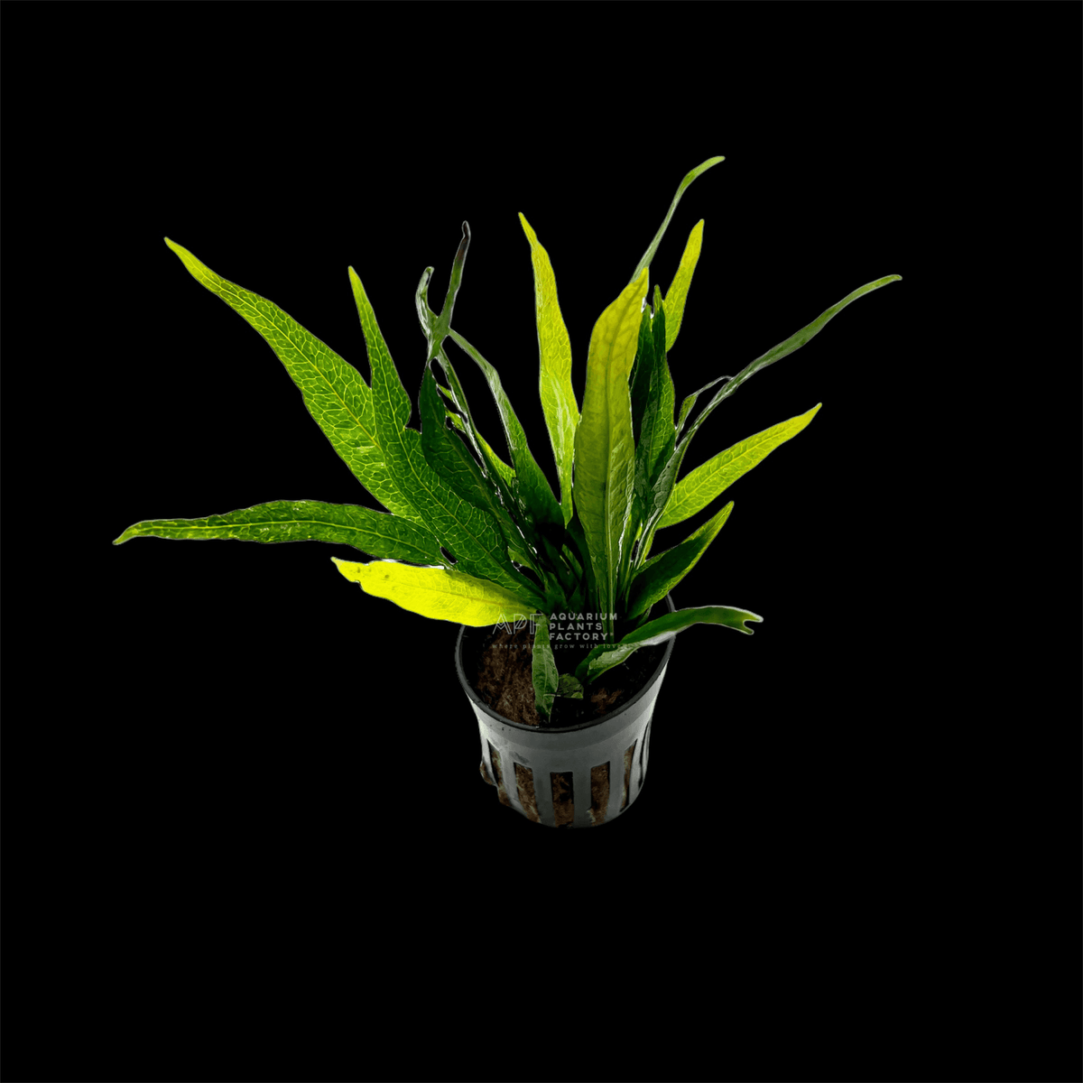 Java Fern Black Forest aquarium plant