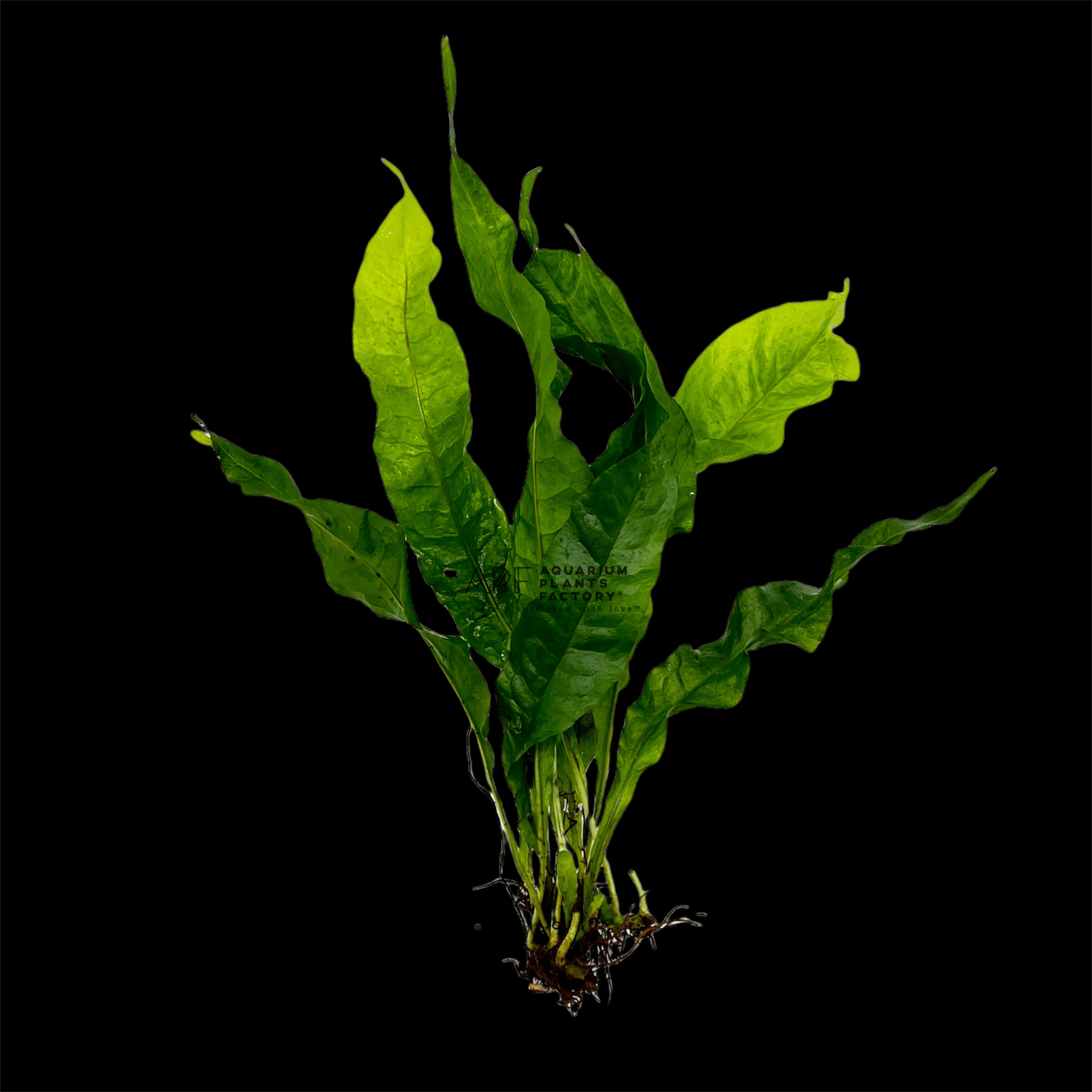 Java Fern Broad Leaf - Aquarium Plants Factory