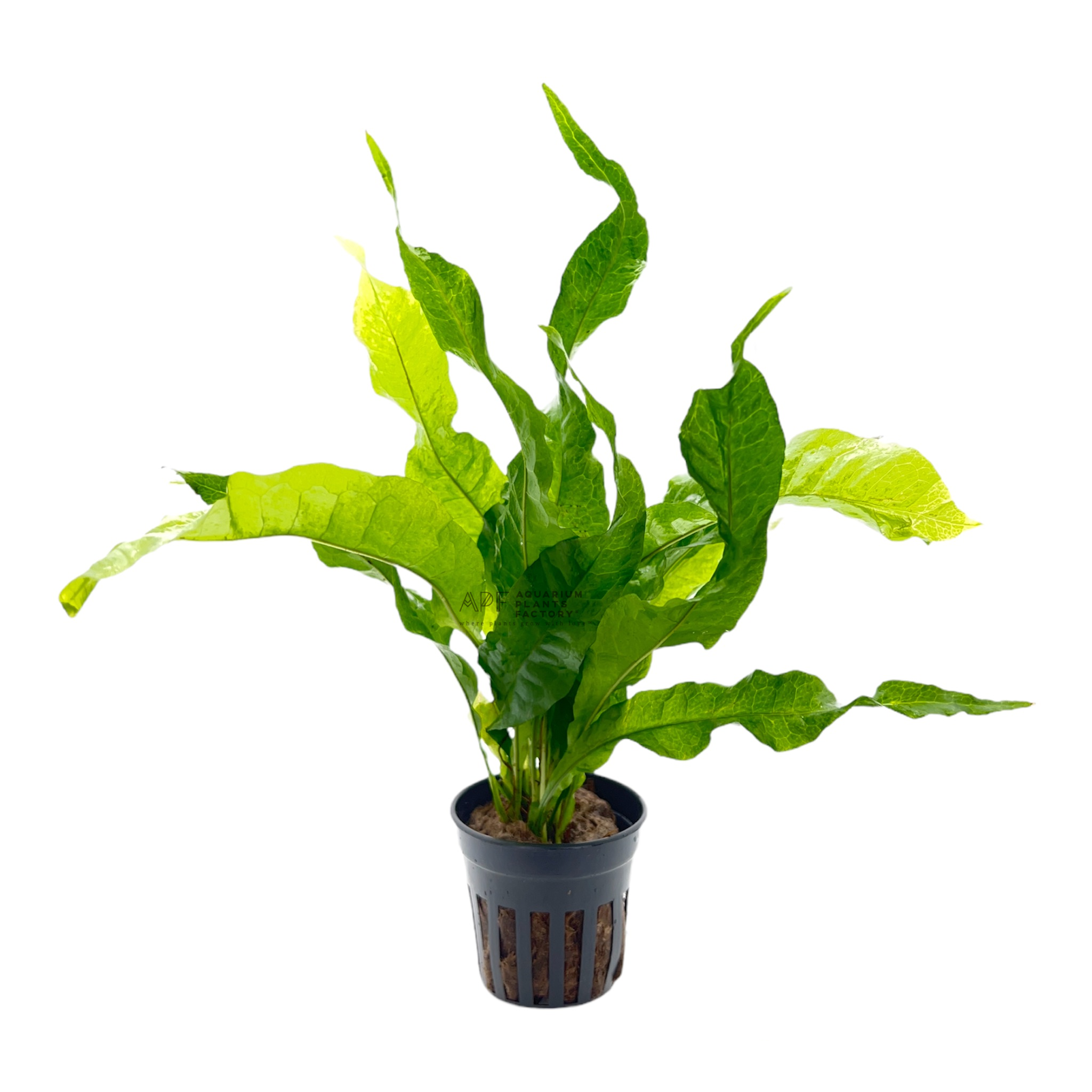 Java Fern Broad Leaf | Microsorum Pteropus | Aquarium Plants Factory®