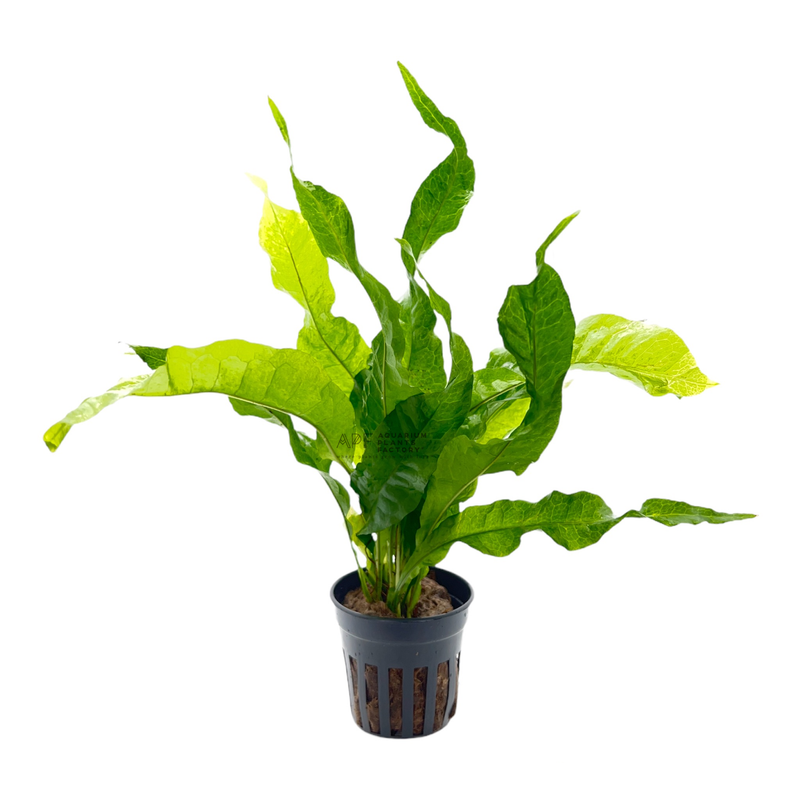 Microsorum pteropus ‘Broad’ Pot | Java Fern Broad Leaf | APF Aquarium Plants Factory®