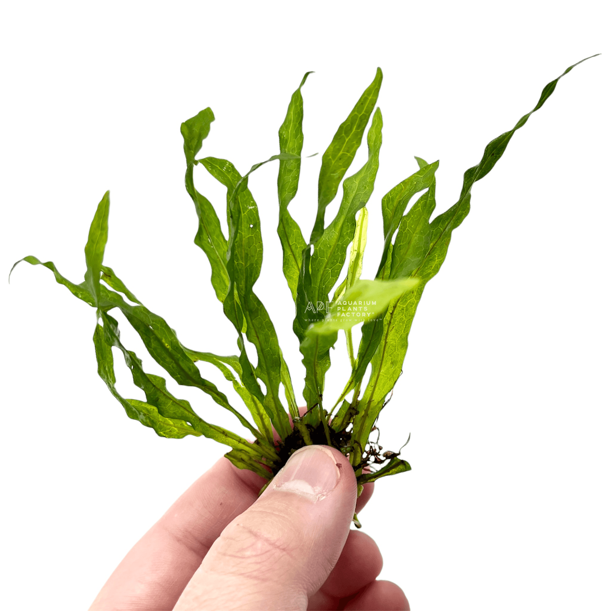 Java Fern Flaming - Aquarium Plants Factory