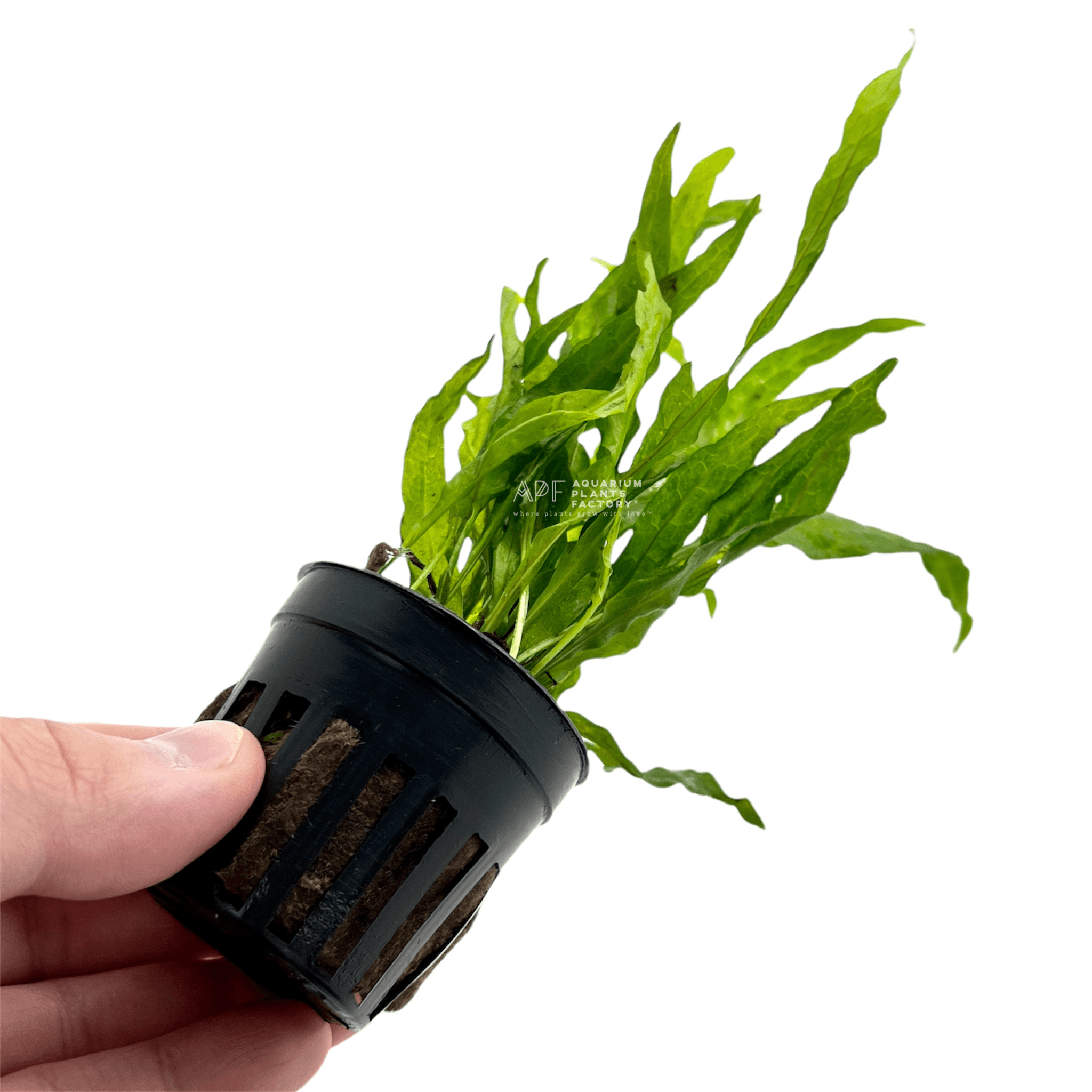 Java Fern Flaming - Aquarium Plants Factory