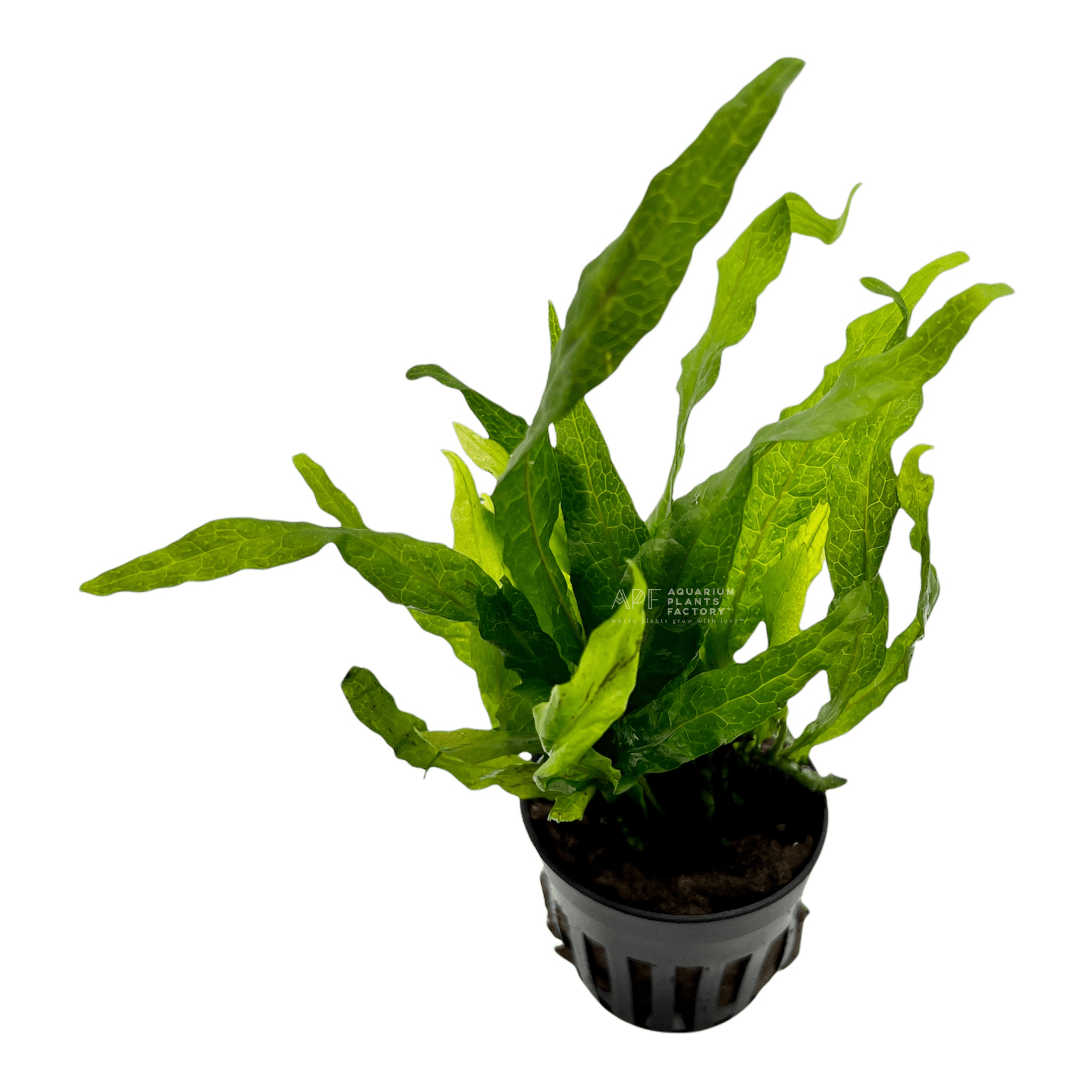 Java Fern Flaming - Aquarium Plants Factory