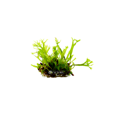 Microsorum pteropus 'Windelov', also known as the Lace Java Fern, is a popular and striking aquatic plant that is highly prized by aquarium enthusiasts. This plant is a variant of the Java fern, but with finely dissected and ruffled leaves that give it a unique and delicate appearance.