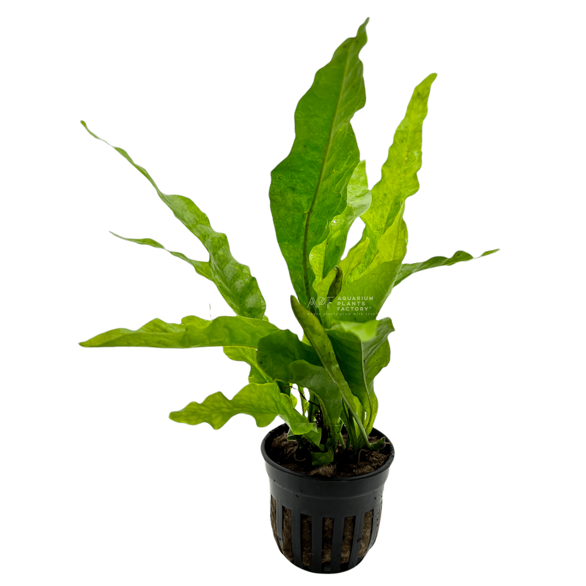 Java Fern Latifolius - Aquarium Plants Factory