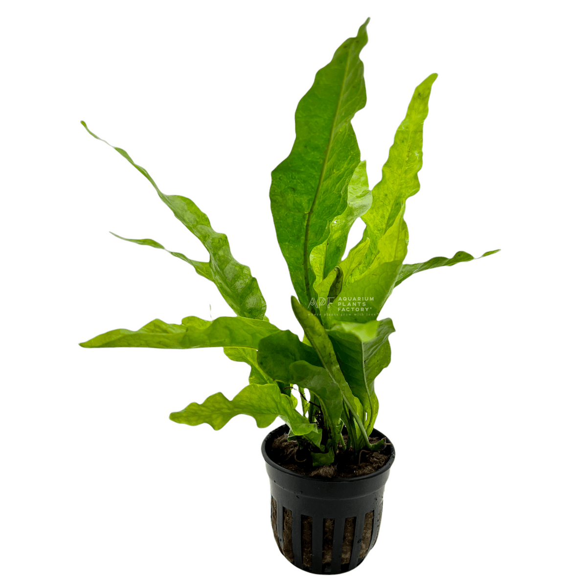 Java Fern Latifolius, photo 2