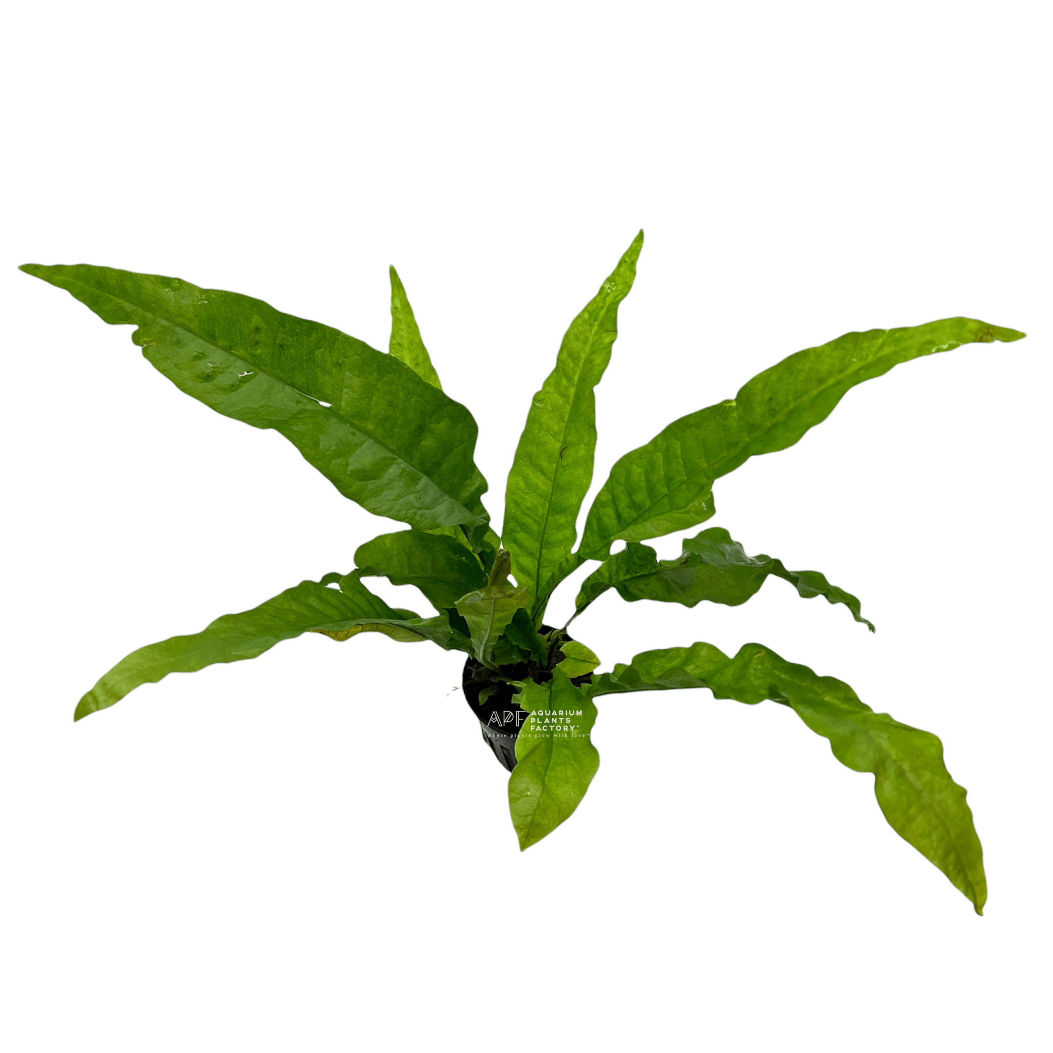 Java Fern Latifolius - Aquarium Plants Factory