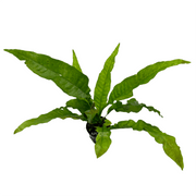 Java Fern Latifolius