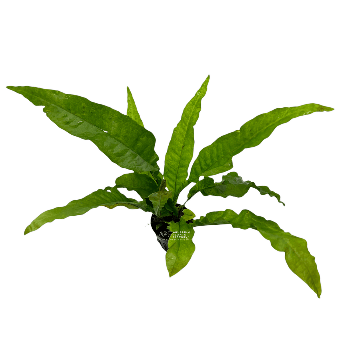 Java Fern Latifolius
