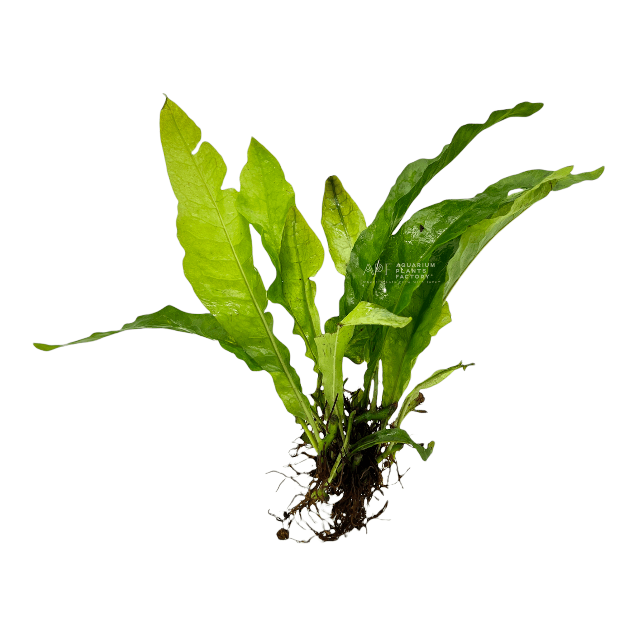 Java Fern Latifolius - Aquarium Plants Factory