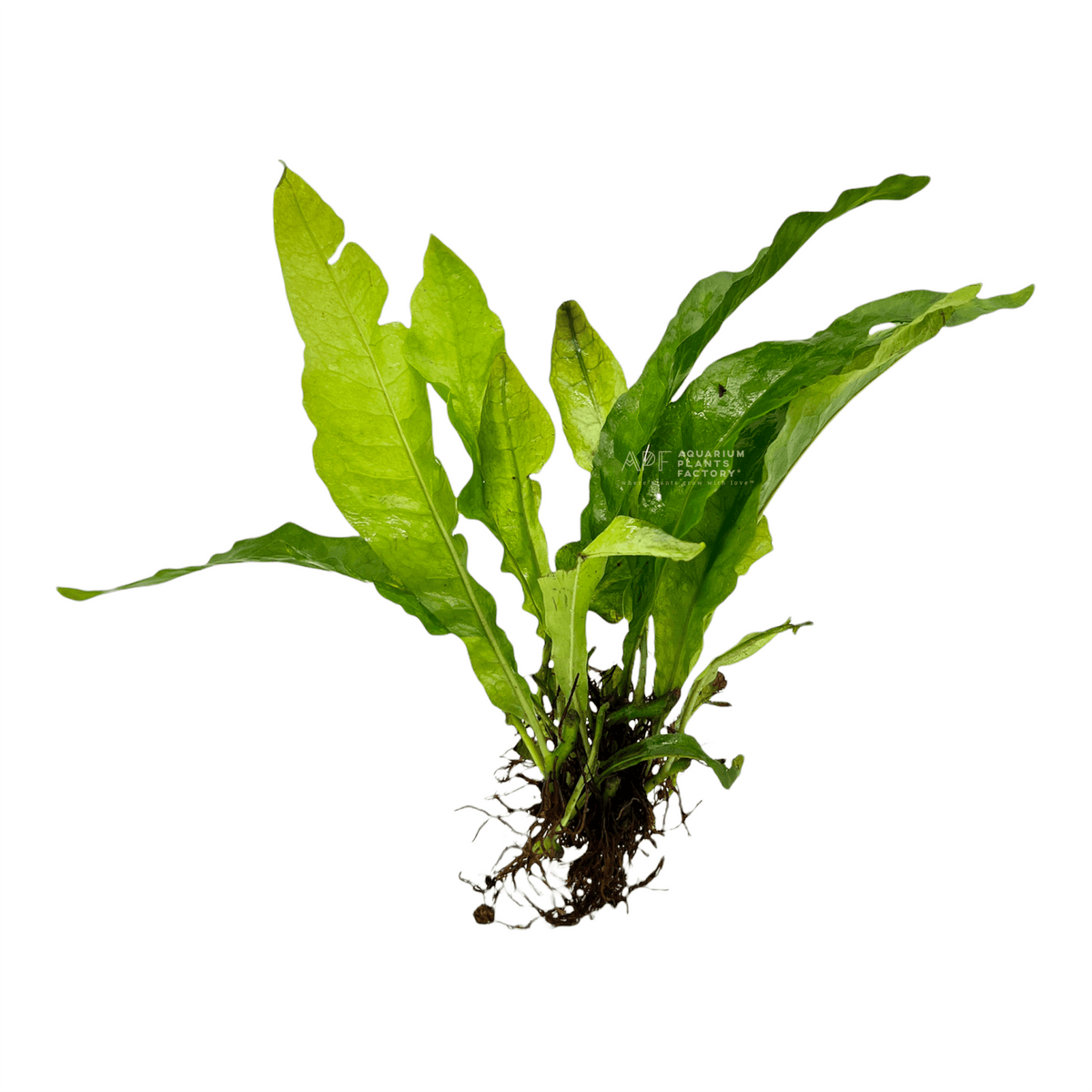 Java Fern Latifolius, photo 3