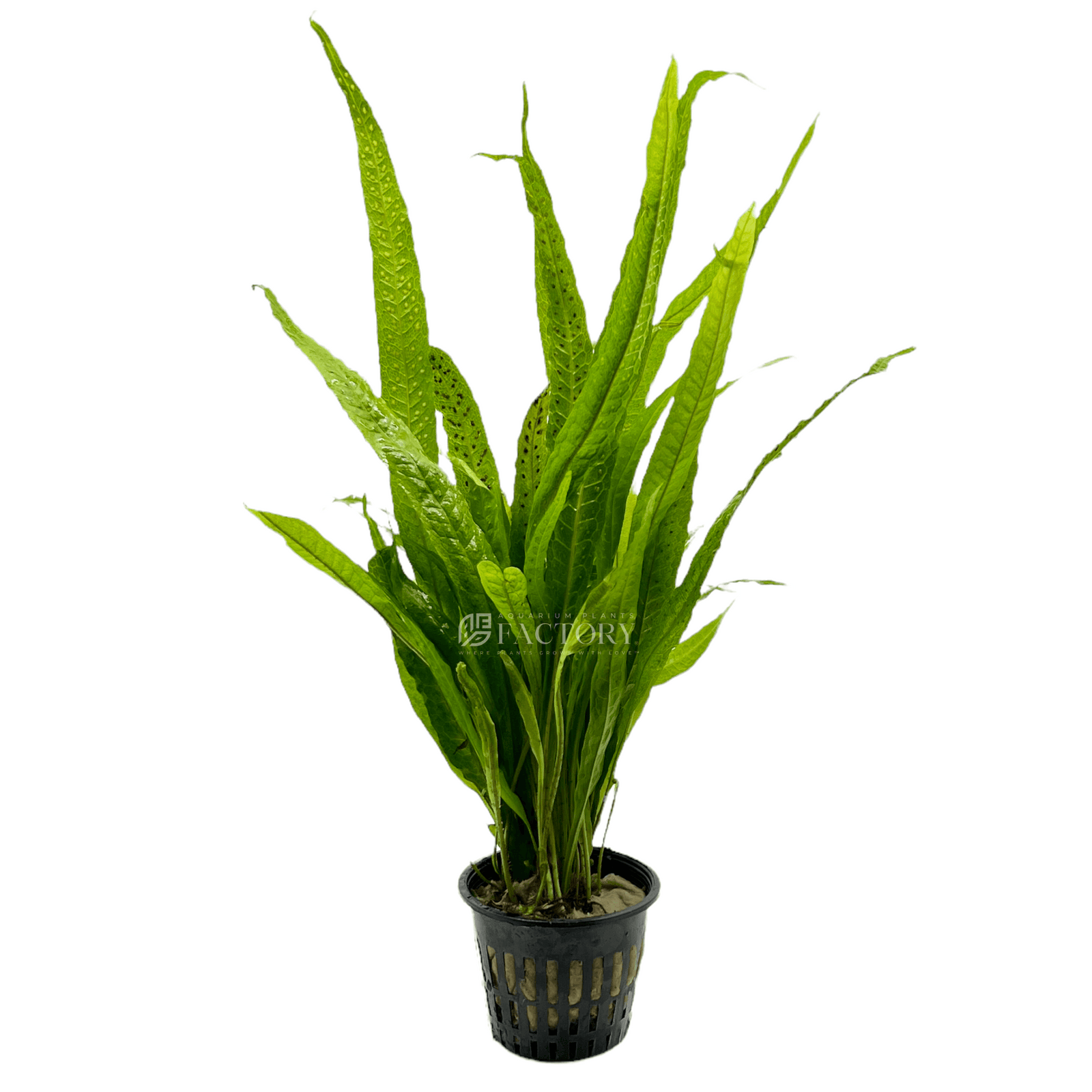 Java Fern Mother XL Potted | APF Aquarium Plants Factory®