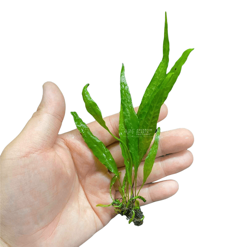 Java Fern Mother XL Microsorum pteropus APF Aquarium Plants Factory