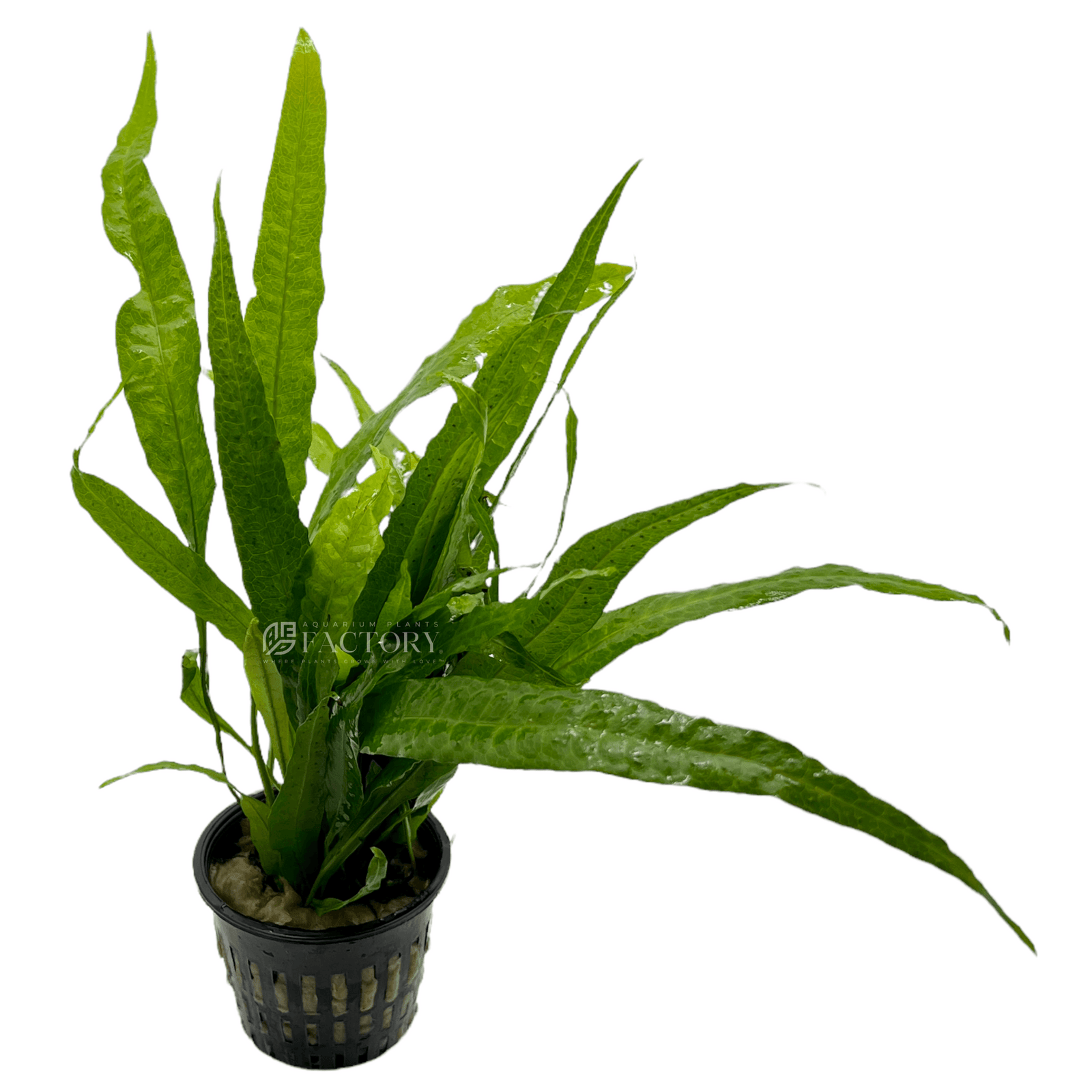 Java Fern Mother XL Potted | APF Aquarium Plants Factory®