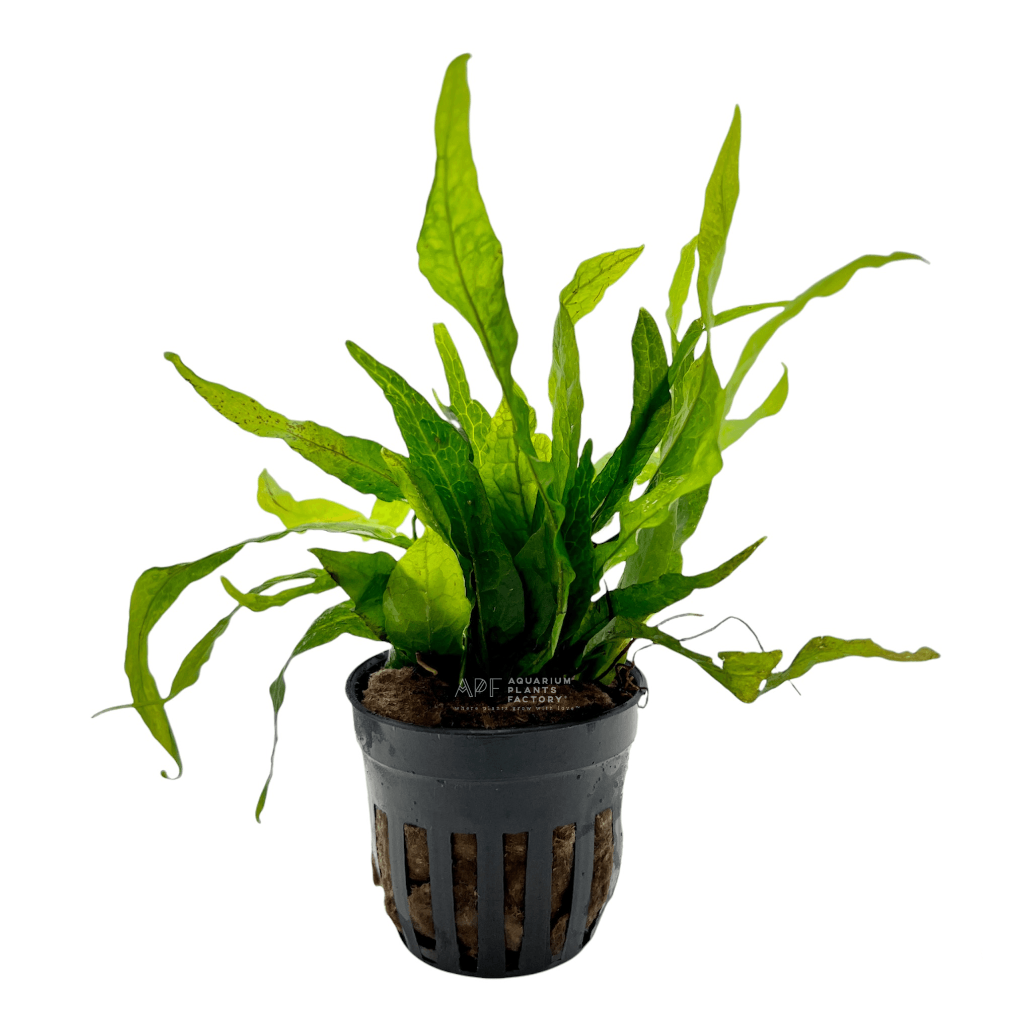 Java Fern Narrow Leaf - Aquarium Plants Factory