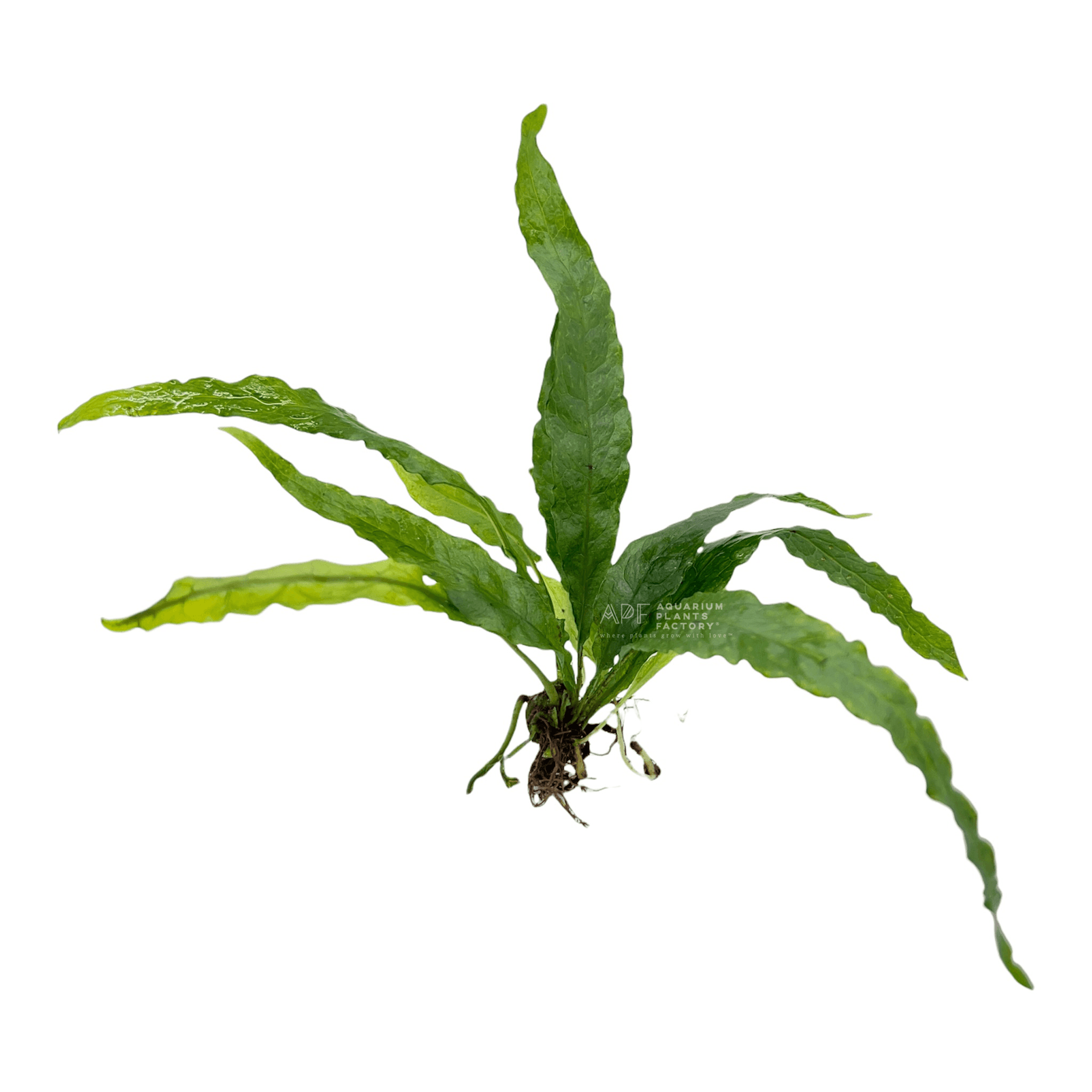 Microsorum Pteropus 'Narrow' | Java Fern Aquarium Plants Factory®