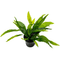 Java Fern Narrow Leaf - Aquarium Plants Factory