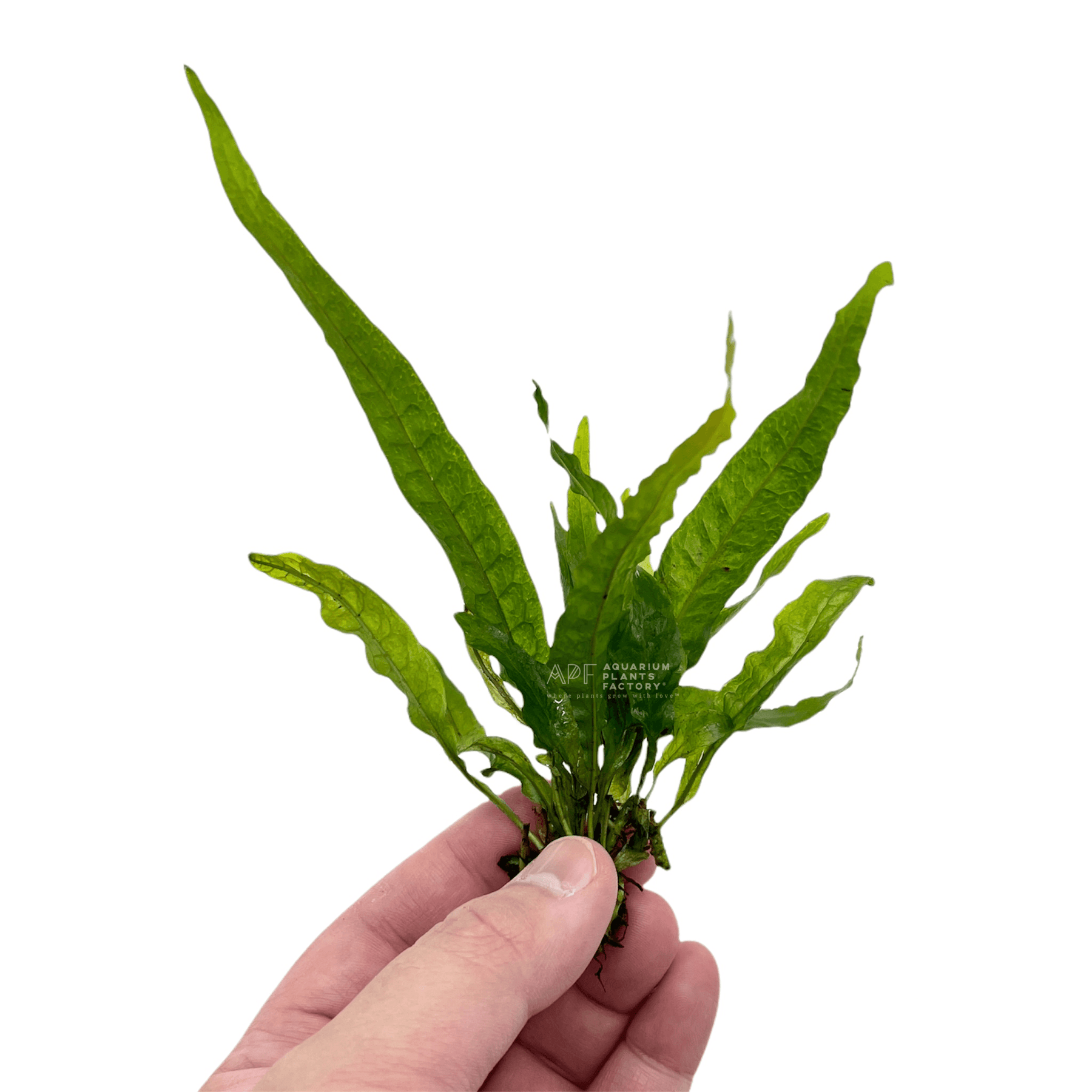 Microsorum Pteropus 'Narrow' | Java Fern Aquarium Plants Factory®