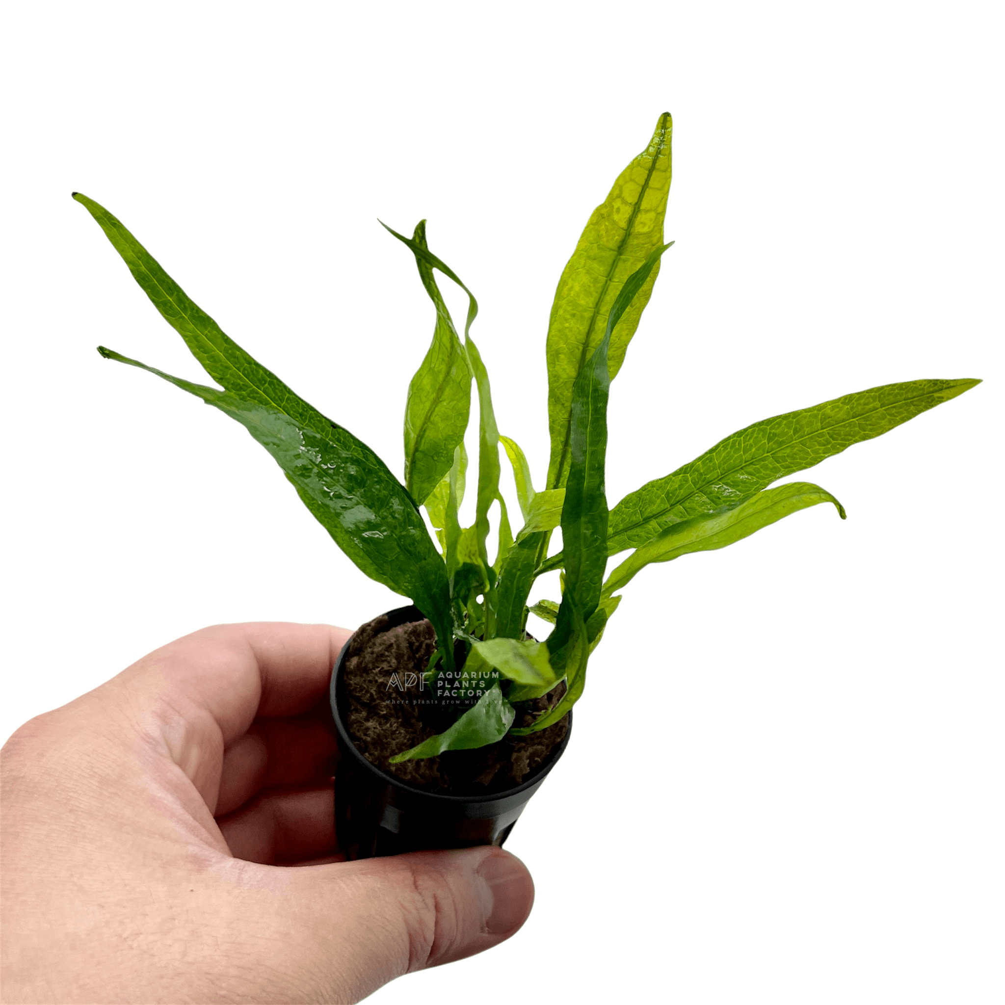 Java Fern Narrow Mini - Aquarium Plants Factory