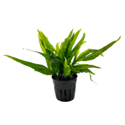 Java Fern Narrow Mini