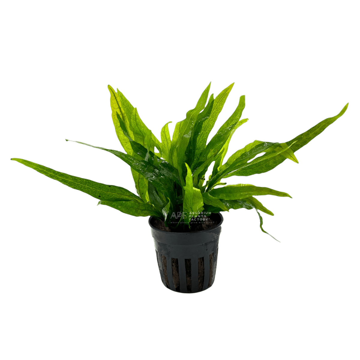 Java Fern Narrow Mini
