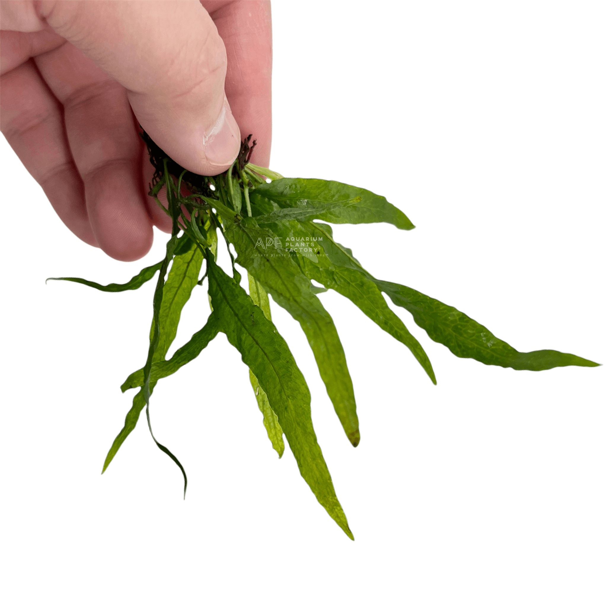 Java Fern Narrow Mini - Aquarium Plants Factory