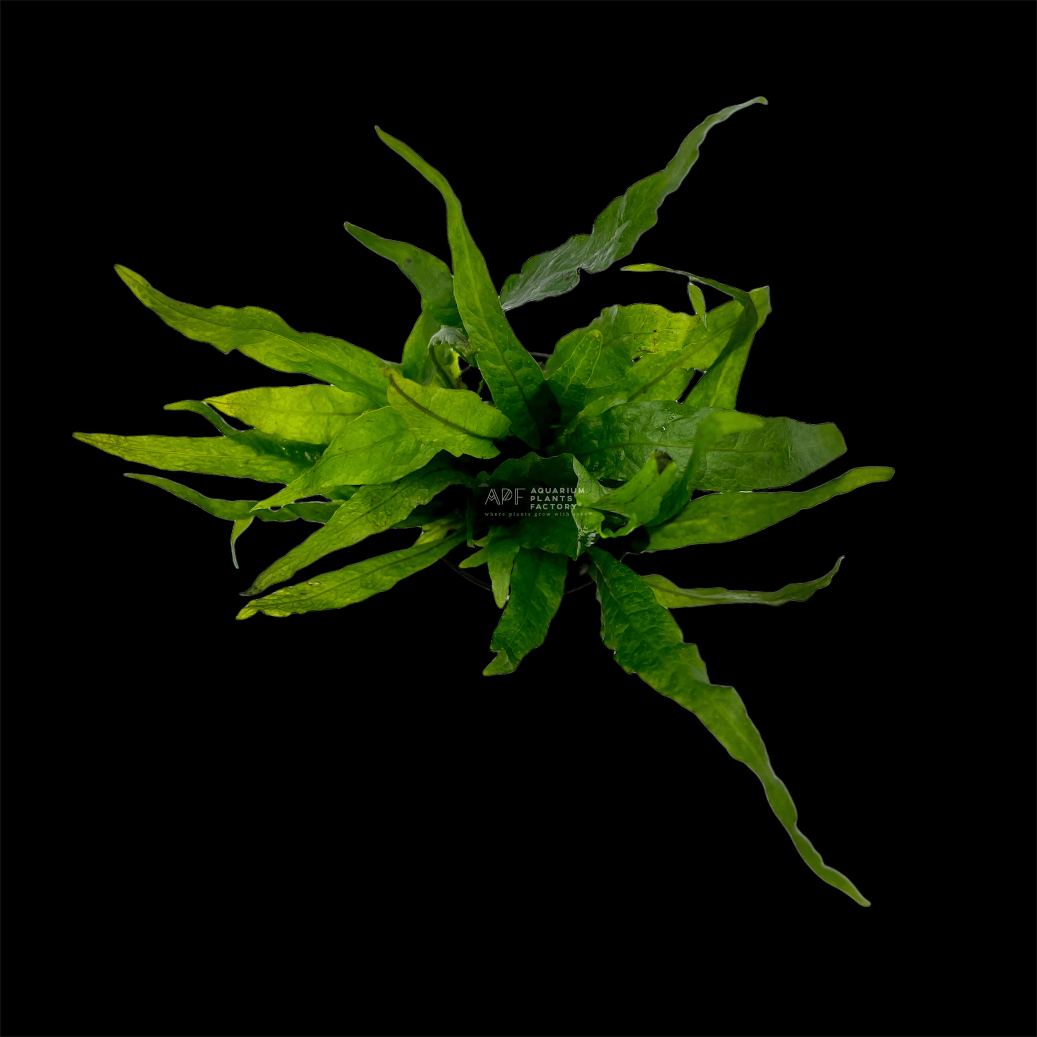 Java Fern Narrow Mini - Aquarium Plants Factory