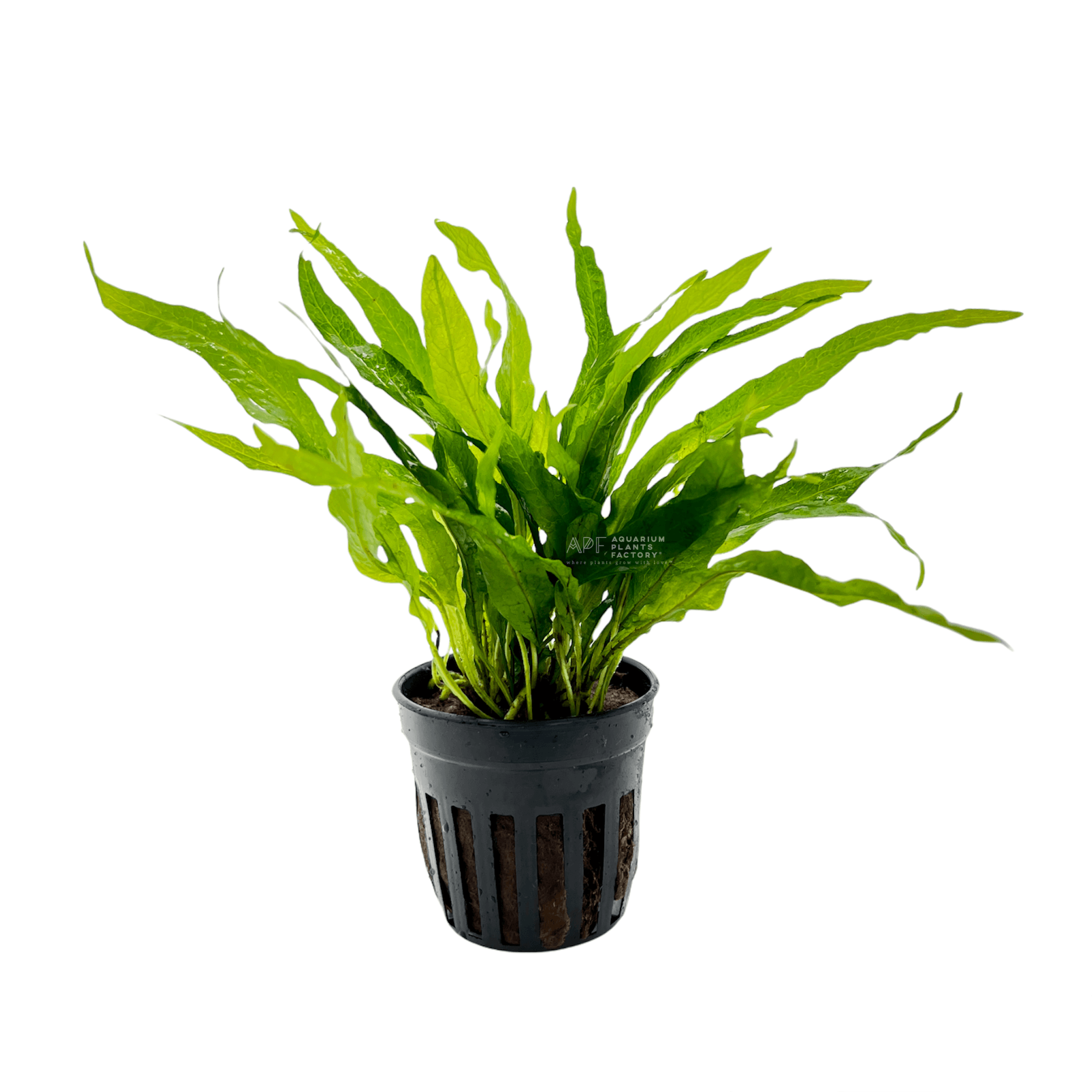 Java Fern Petite - Aquarium Plants Factory