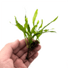 Java Fern Petite aquarium plant