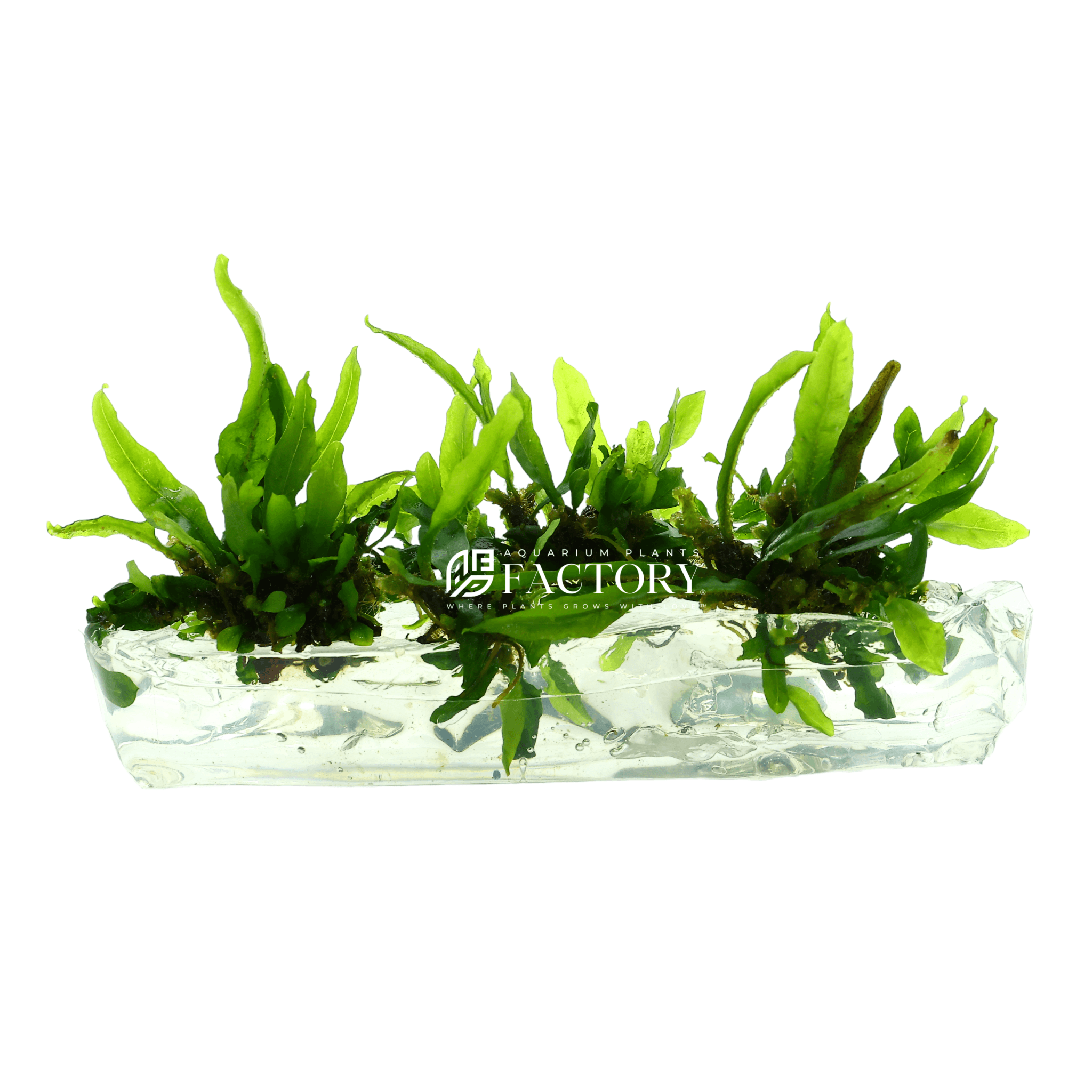 Java Fern Petite Tissue Culture APF In Vitro Aquarium Plants Factory®