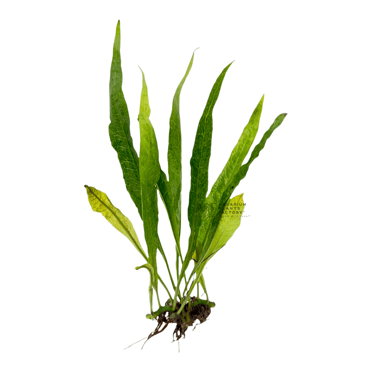Java Fern Philippine, photo 5
