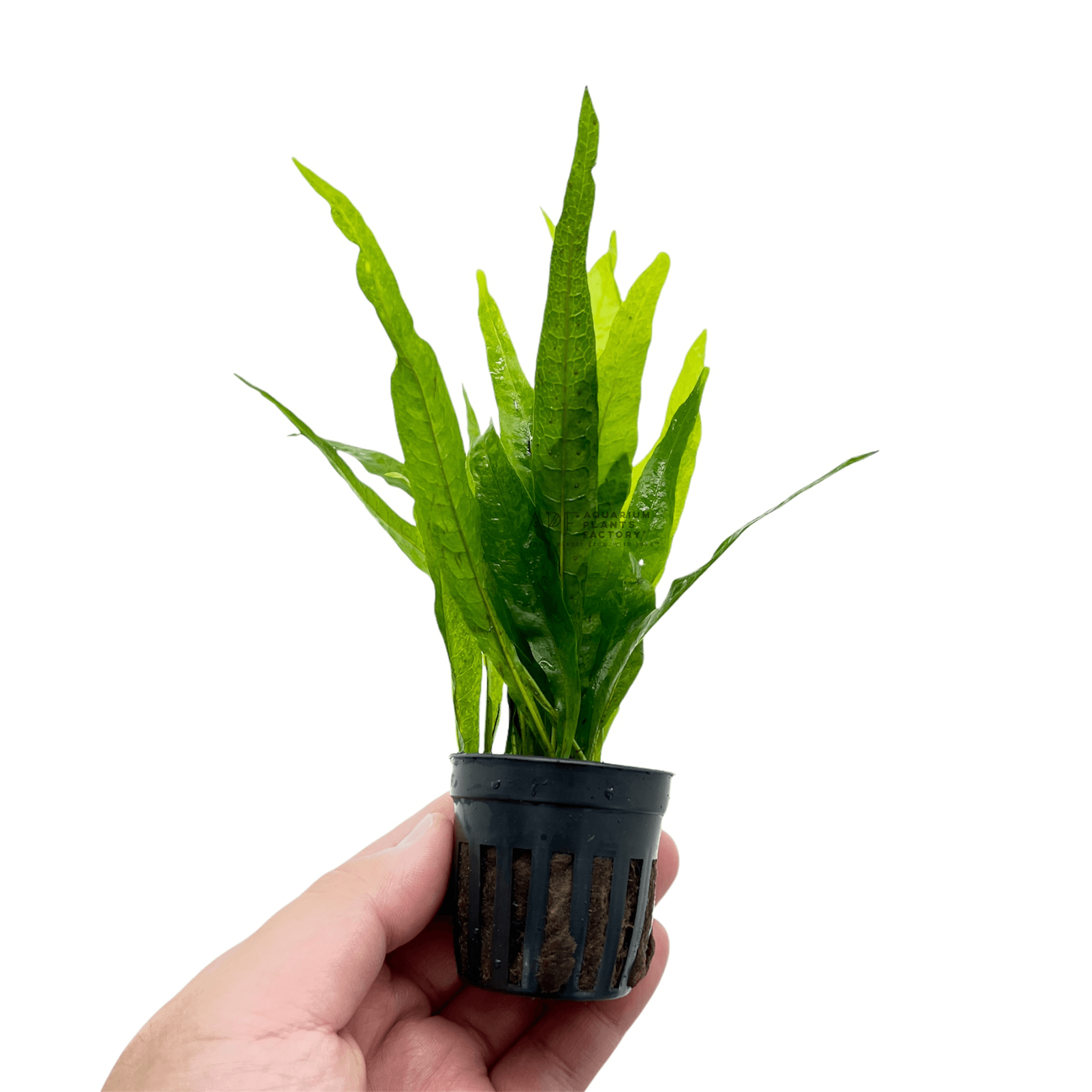 Java Fern Philippine - Aquarium Plants Factory