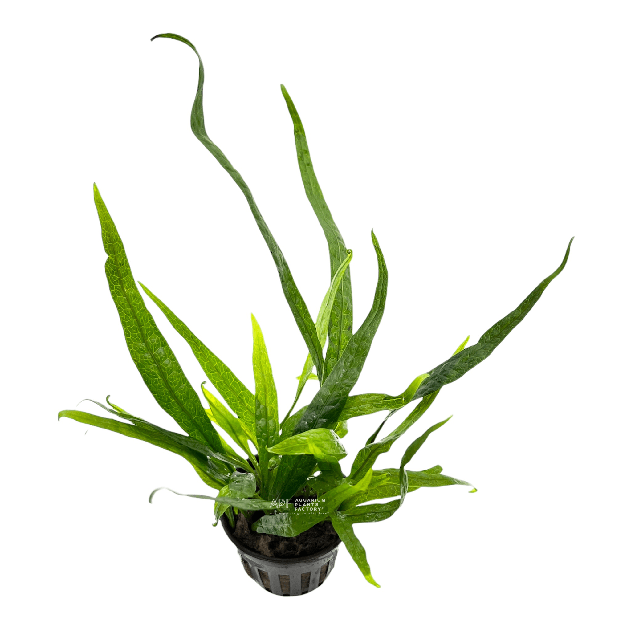 Java Fern Philippine Mini - Aquarium Plants Factory