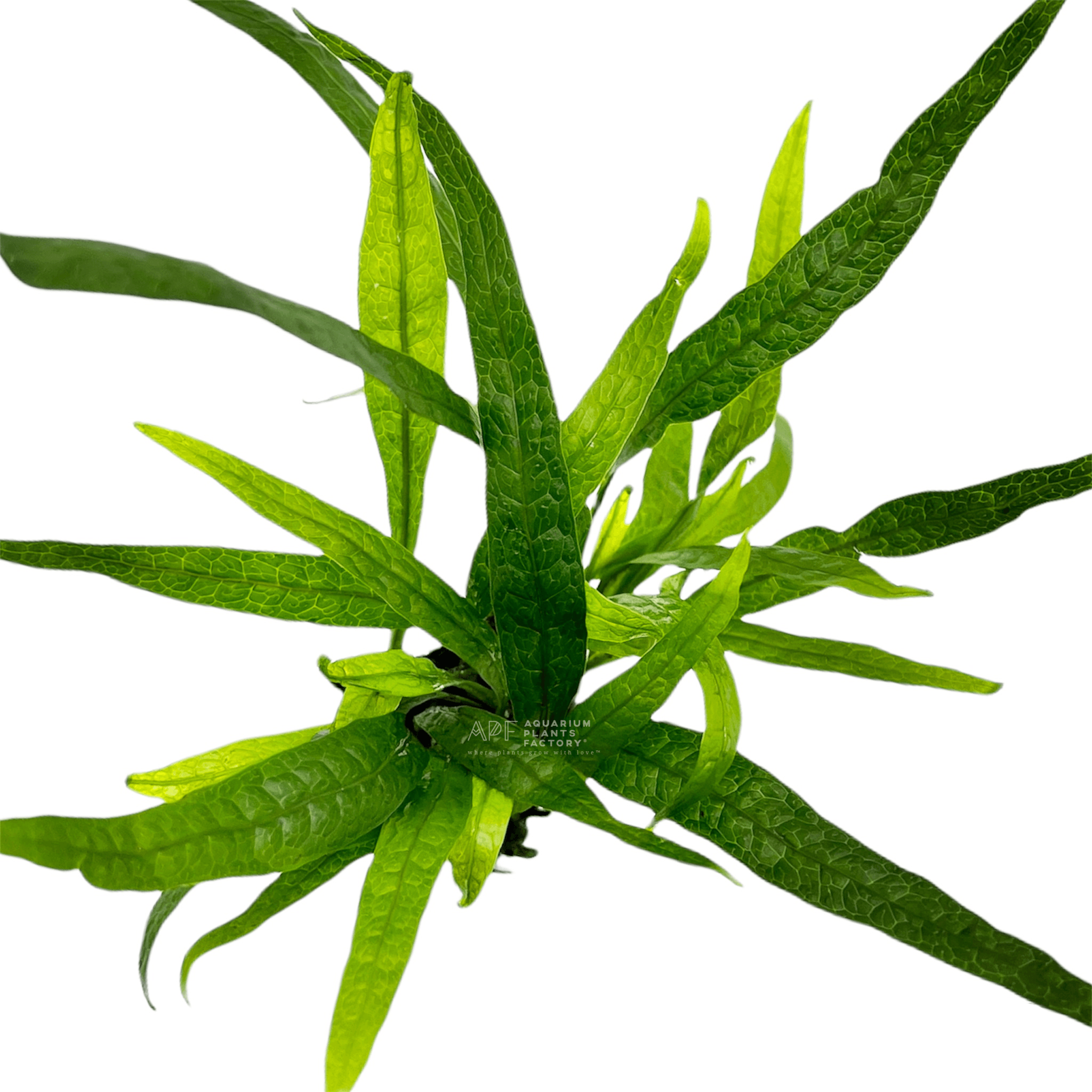 Java Fern Philippine Mini - Aquarium Plants Factory