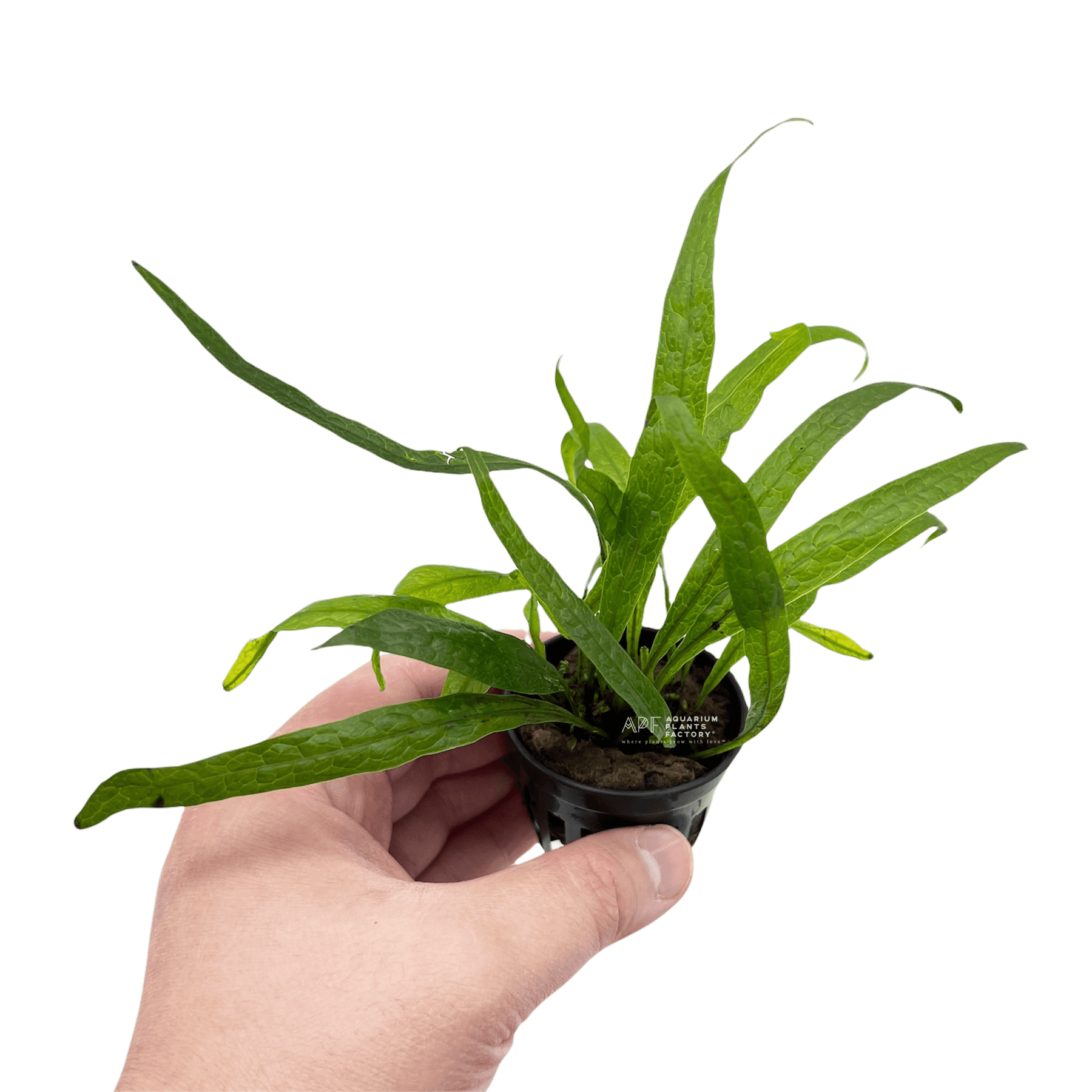 Java Fern Philippine Mini Microsorum Pteropus Aquarium Plants Factory®