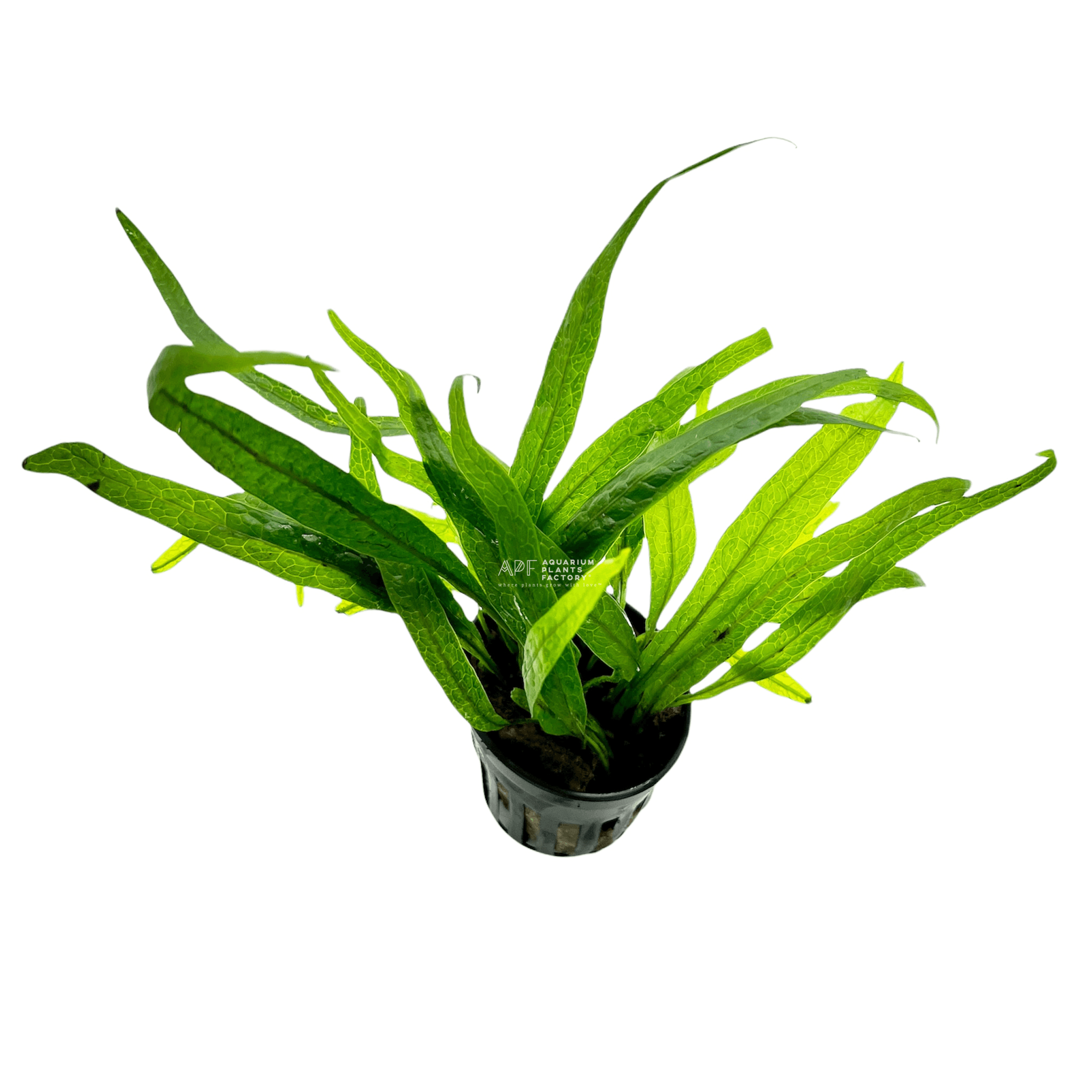 Java Fern Philippine Mini - Aquarium Plants Factory