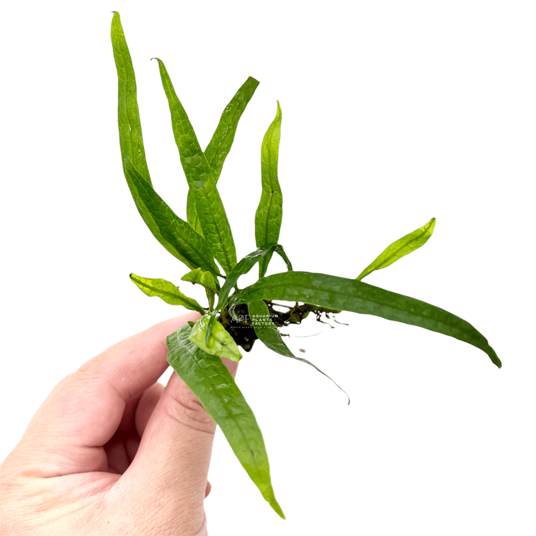 Java Fern Philippine Mini - Aquarium Plants Factory