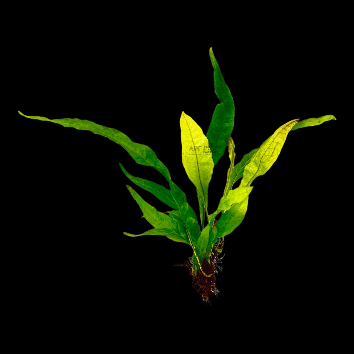 Java Fern Red, photo 4