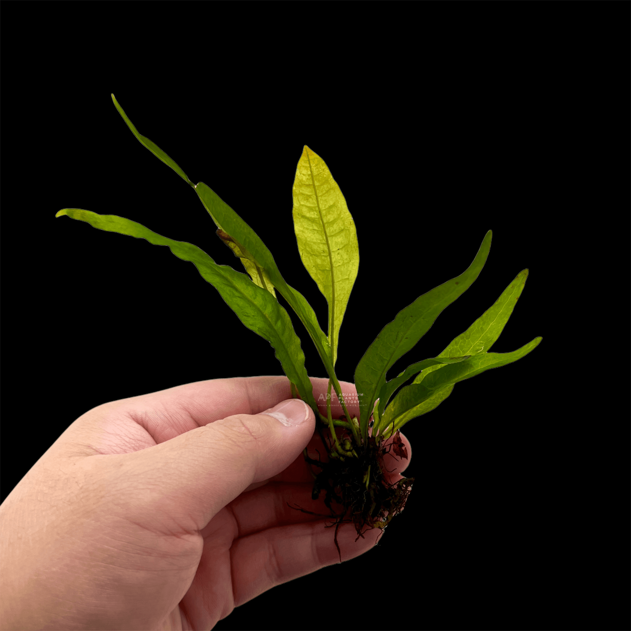 Java Fern Red - Aquarium Plants Factory