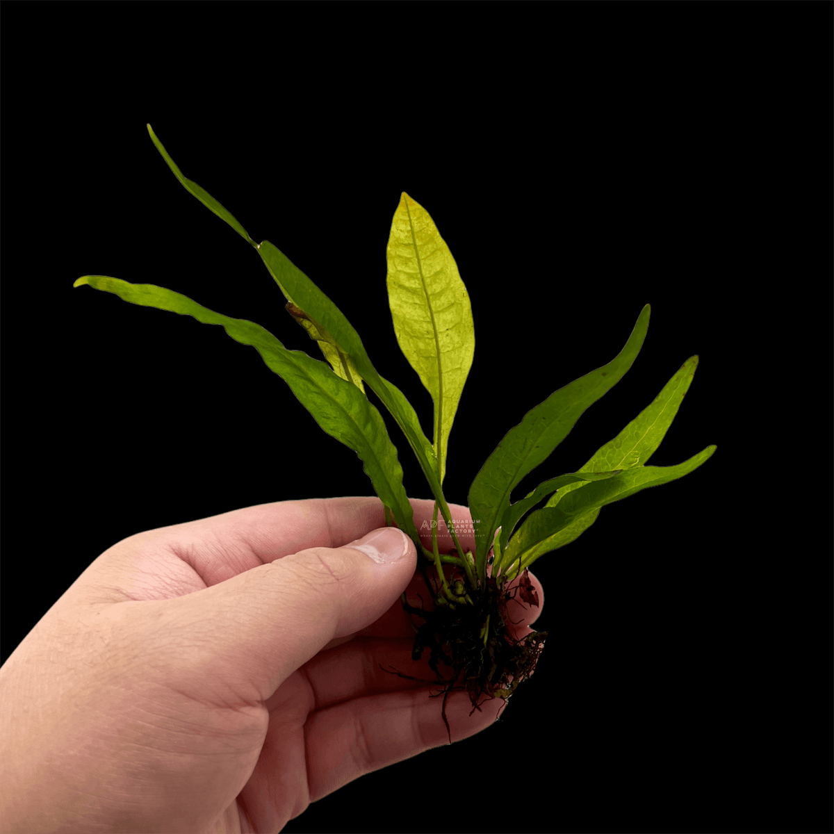 Java Fern Red, photo 5