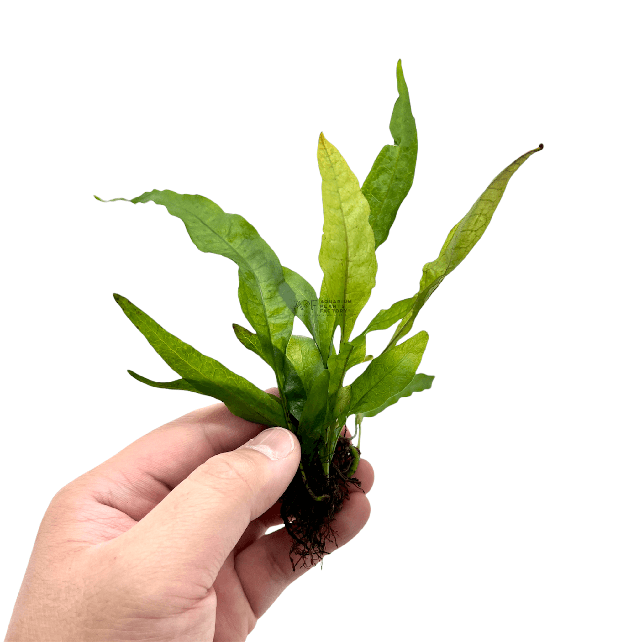 Java Fern Red - Aquarium Plants Factory