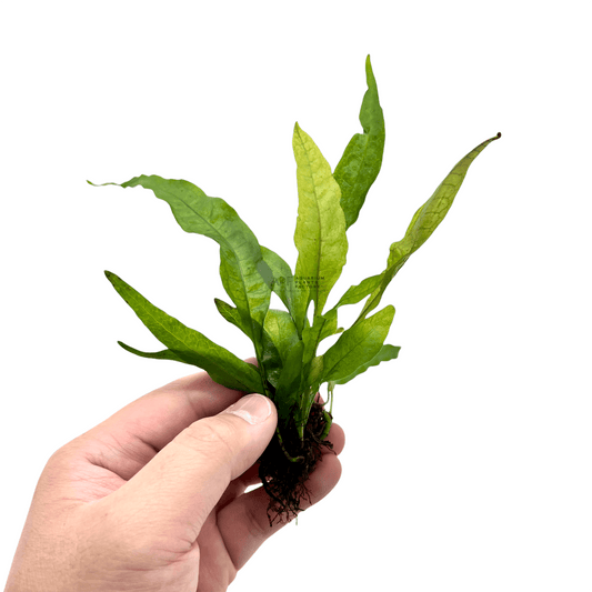 Microsorum Pteropus 'Red' | Red Java Fern | Aquarium Plants Factory®