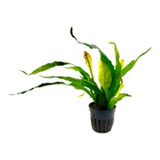 Java Fern Red