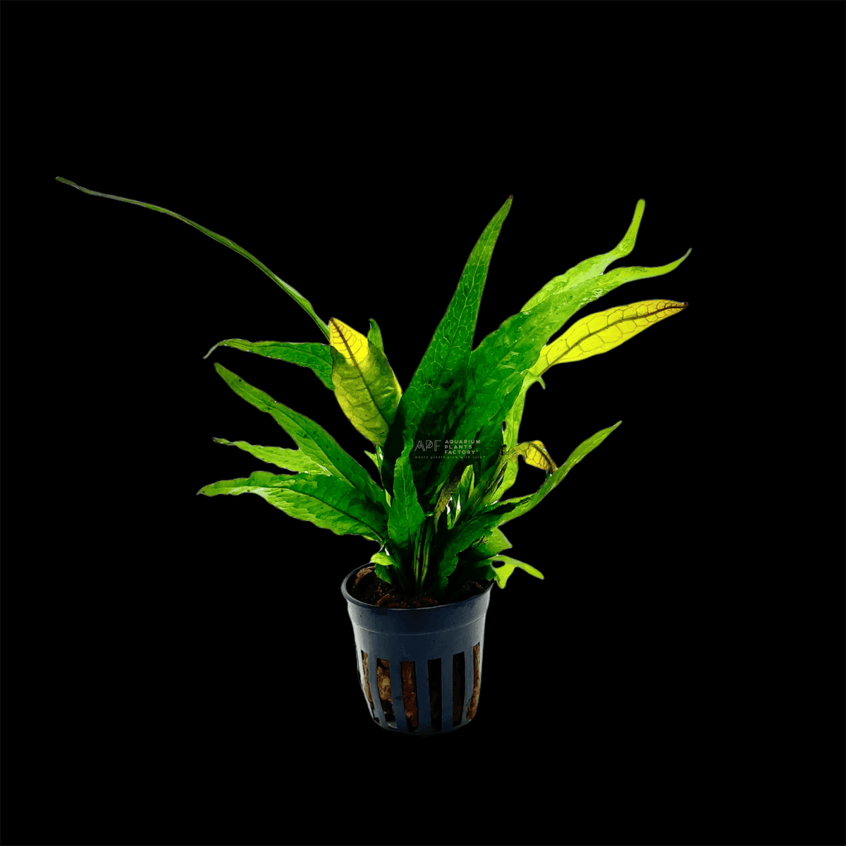 Java Fern Red, photo 3