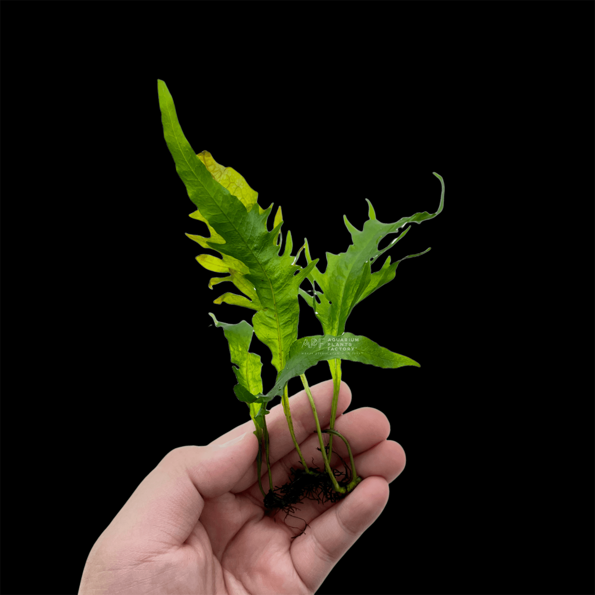 Java Fern Sunrise - Aquarium Plants Factory