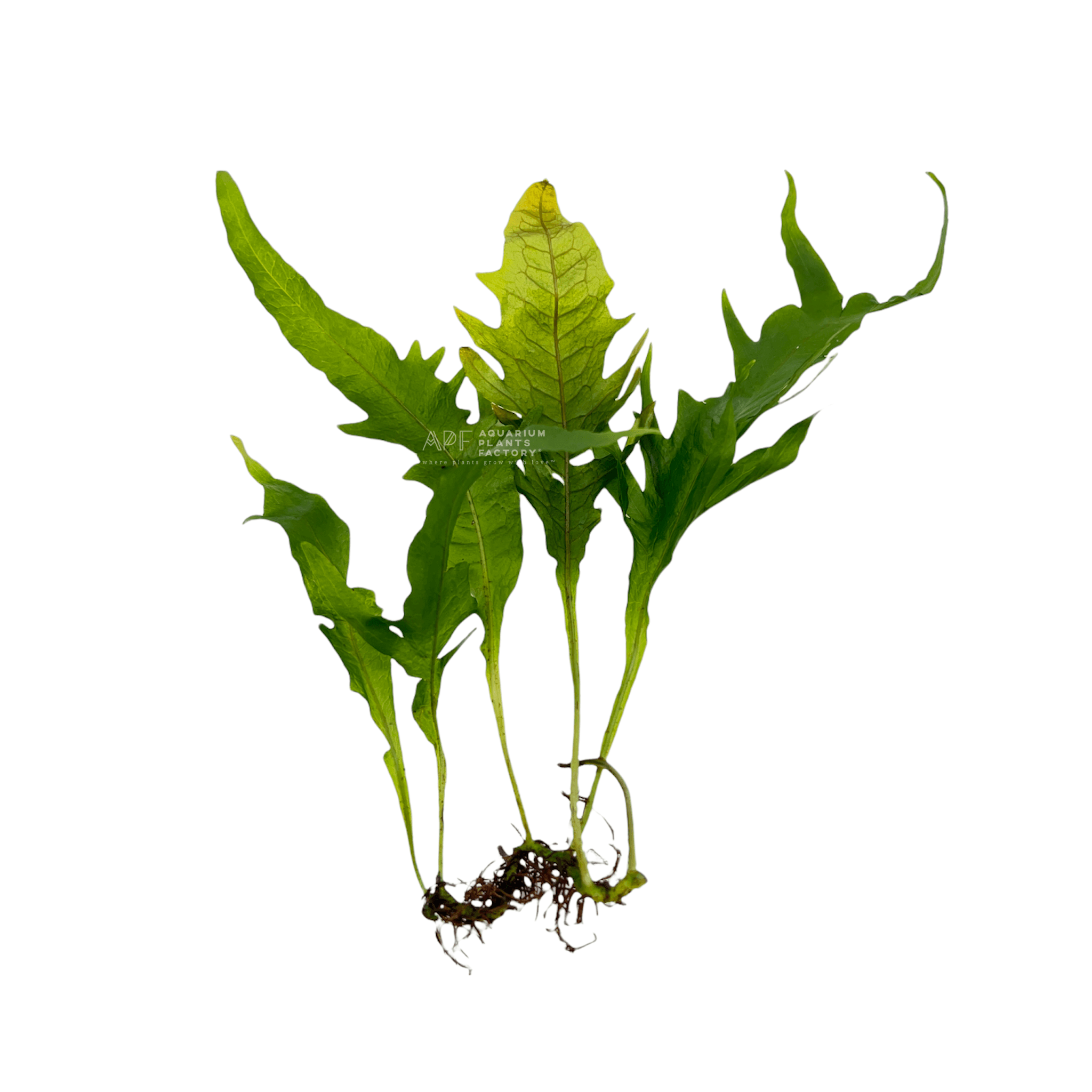 Java Fern Sunrise - Aquarium Plants Factory