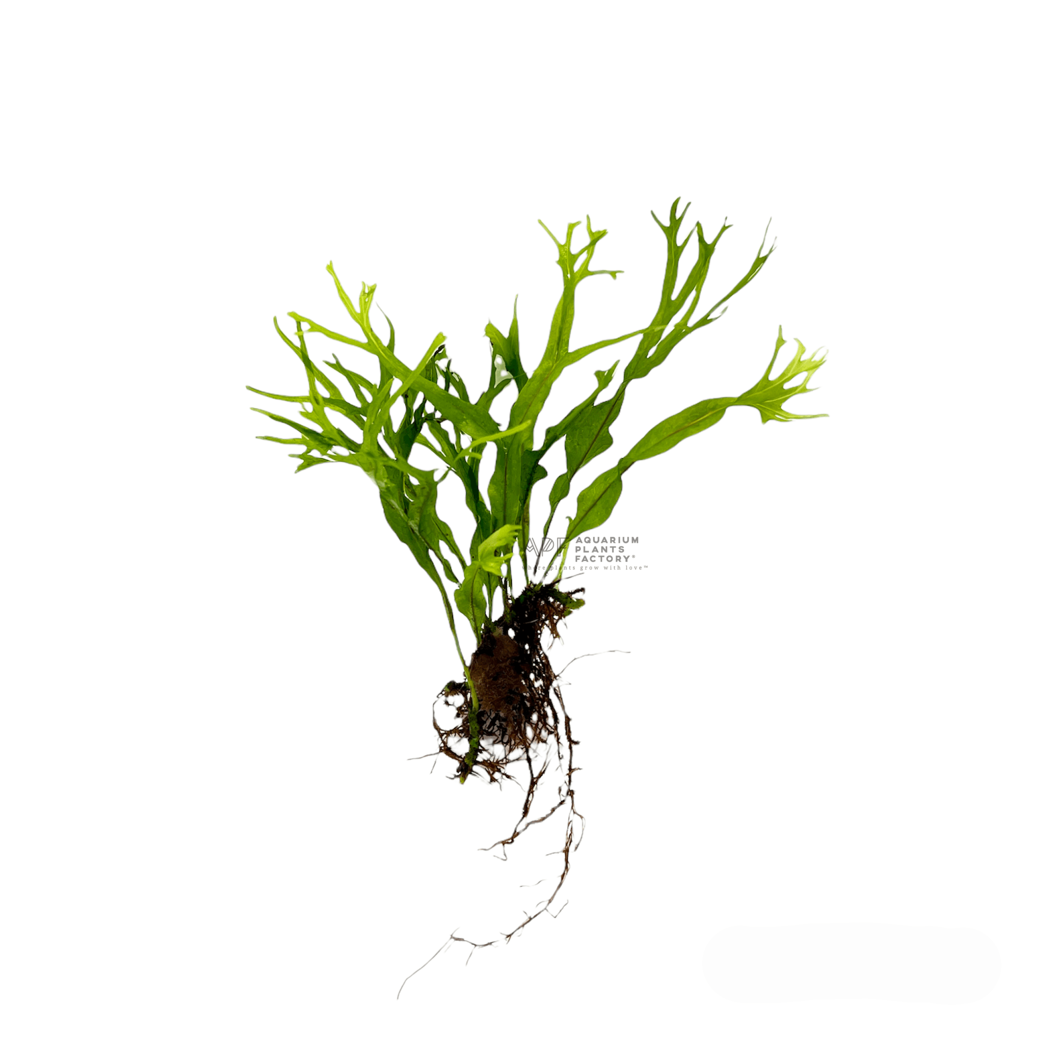 Java Fern Windelov - Aquarium Plants Factory