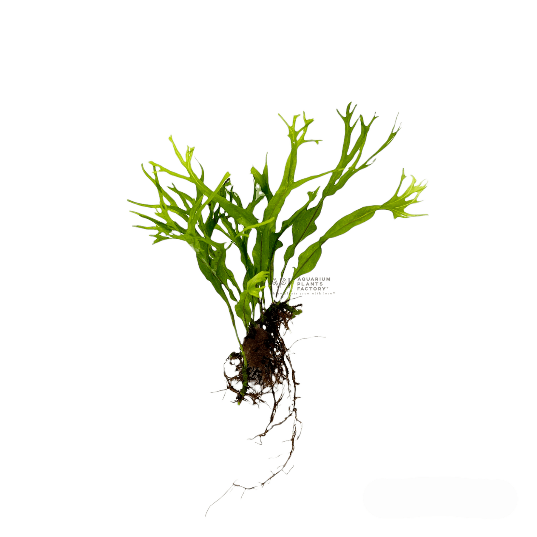 Microsorum pteropus 'Windelov' Lace Java Fern Aquarium Plants Factory®