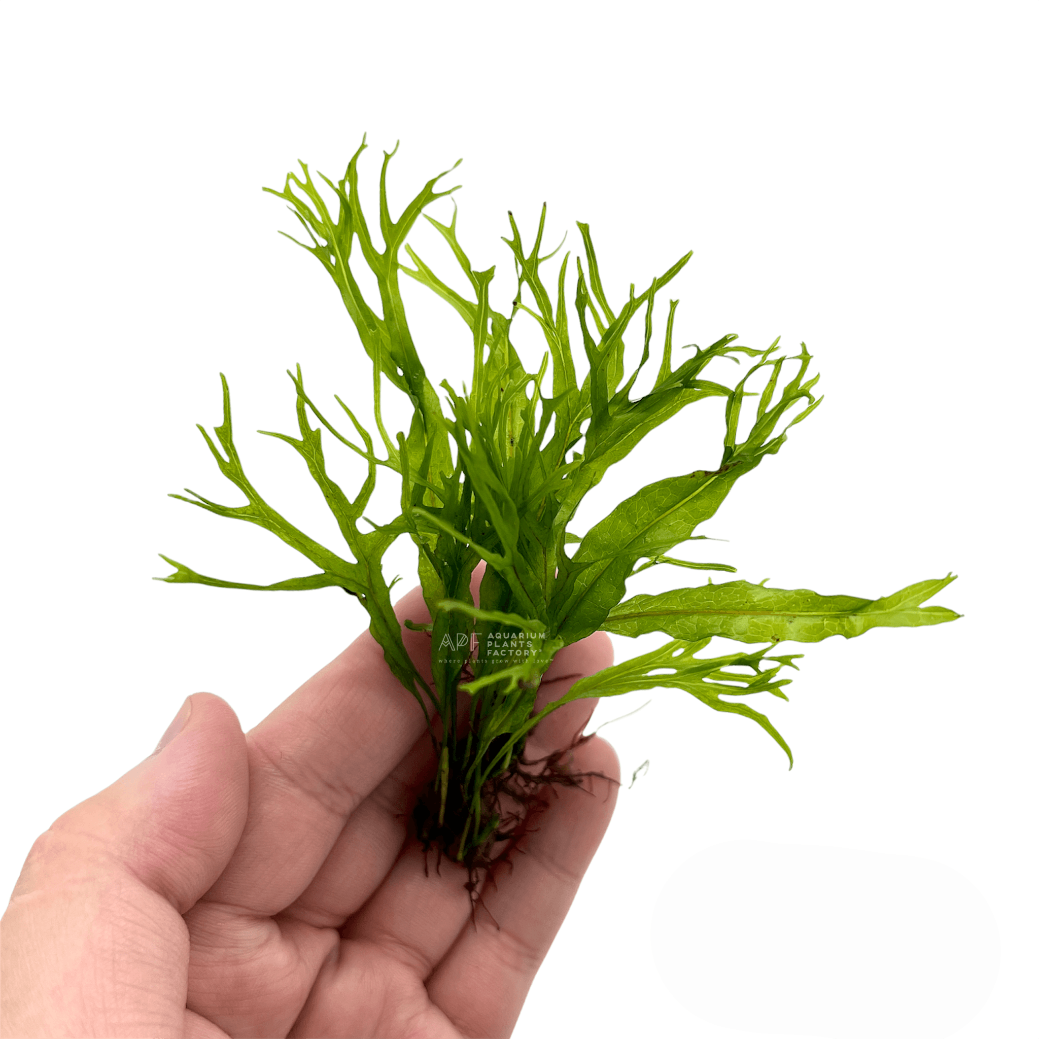 Best place to buy aquarium plants online best sale