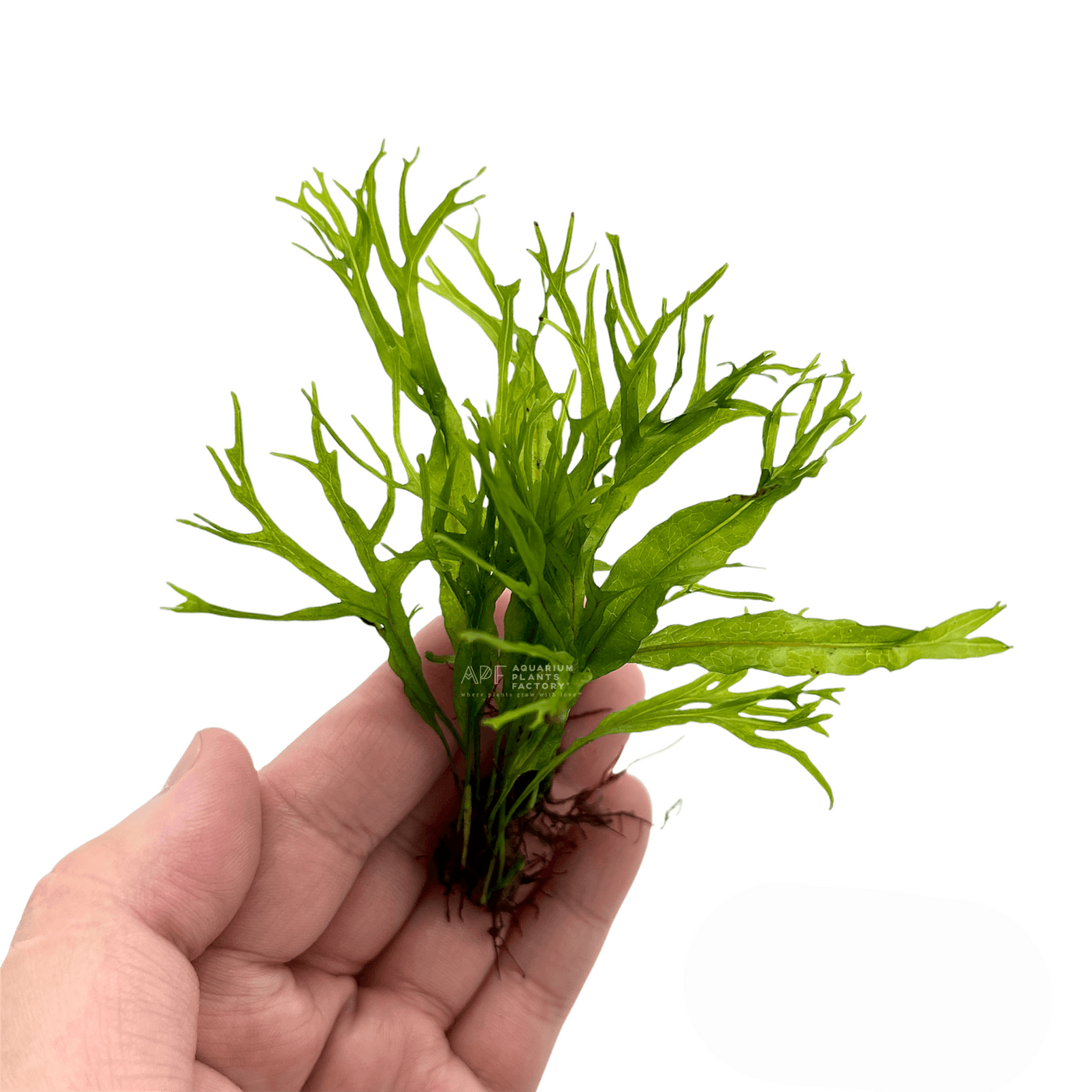 Microsorum pteropus 'Windelov' Lace Java Fern Aquarium Plants Factory®